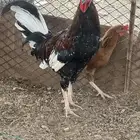 ديك ودجاج للبيع