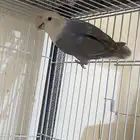 انثى روز تم البيع