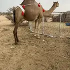 بكره ساحليه ملاقي