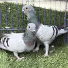 محاكر سلاكات وحمام للبيع
