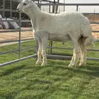 مشاريع فحول حريات