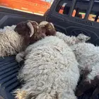 4 خرفان جذعان