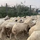 رخال رفيدي من 570