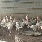 دجاج فيومي المنيوم