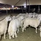 طليان ذبائح ثلاجه ذبايح ضيوف تجمل يوجد صلاخه وتوصيل