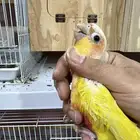 انثى كنيور صن شيك