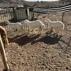 اضاحي رخال حريه وطليان سواكن