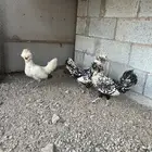 دجاج بولش