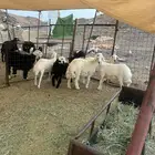 رخال مقنوي او ذبايح جذعات