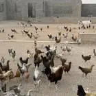 دجاج مشكل بلدي وفيومي