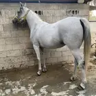 فرس عربية شعبية