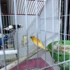 كناري منتج للبيع