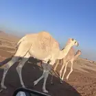 بكره وضحى