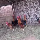 ديكه للبيع