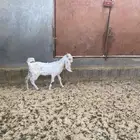 تيوس للبيع