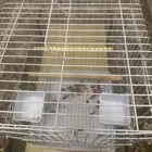 قفص لم يستخدم إلا يوم فقط نظيف