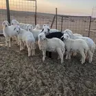 بهم حري