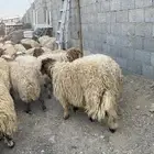 طليان نعيم جبر ناهي كناور