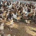 دجاج بلدي للبيع