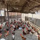 ديوك بلدي الابواء شمال رابغ
