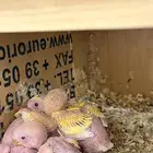 ثلاث فروخ روز النوع لاتينو رد فيس الون اصفر