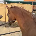 مهر شعبي كفو العمر سنتين وشوي