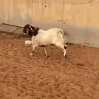 للبيع تيس فحل