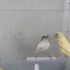 طيور كناري نظيفه للبيع