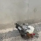 ما شاء الله ديك فحل فيومي ودجاجتين