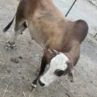 ثور بلدي