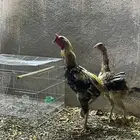 دجاج باكستاني حجم كبير