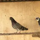 حمام قطيفي   قلابي