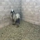 شاة حمراء دغما معها رخل عمرها تقريبا  اسبوع سنها رباع