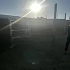 شبك غنم نظيف 5في15