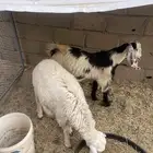 رخل وتيس