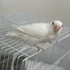 فرخ روز بينو عيون حمر