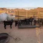 تيوس طيبه جمله و تفريد