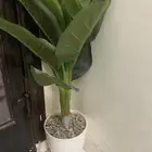 ديكور أشجار