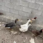 اناثي بط بيكيني وذكر وز بلدي