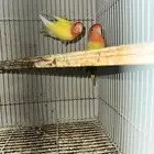 زوج روز