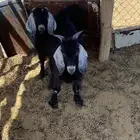 تيوس عوارض