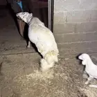 خروف حَري فحل