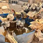 صوص بلدي