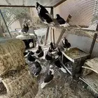 حمام بلجيكي صحته ممتازه