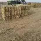 تبن قمح ممطور شد ولجر