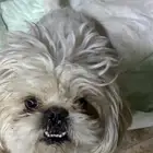 كلب النوع اشيتزو على السوم