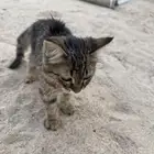 قطوه لقيتها ضايعه