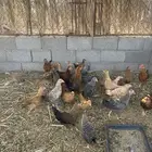 فراخة دركي