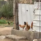 دجاج بلدي