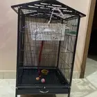سناجب شوقر قلايدر